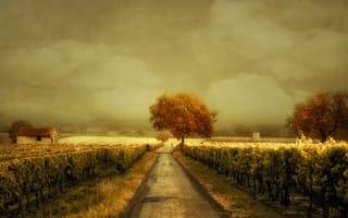 Обои дорога, Through the Vineyard, виноградник
