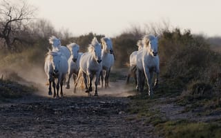 Картинка дорога, кони, бег
