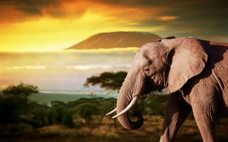 Картинка слон, Африка, деревья