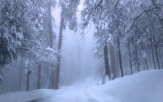 Картинка зима, дорога, California, Калифорния, Национальный парк Йосемите, туман, деревья, лес, Yosemite National Park, сугробы, снег