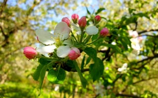 Картинка Весна, Цветение, Цветение яблони, Цвет яблони
