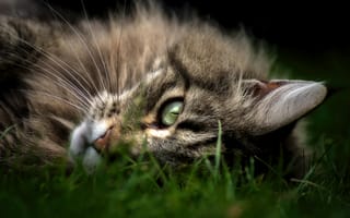 Обои Кот, кошка, лежит, трава, морда, взгляд