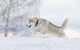 Обои бег, снег, собака
