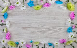 Картинка цветы, colorful, хризантемы, pink, flowers, wood, blue, white