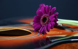Картинка цветок, гитара
