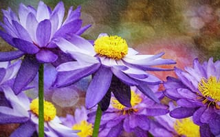 Картинка цветы, 3D, водяные лилии