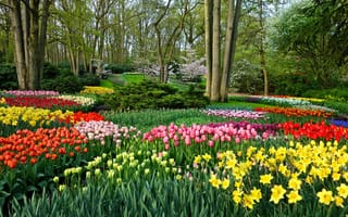 Картинка пейзаж, позитив, настроение, клумбы, природа, весна, парк, разноцветные, цветы, деревья, яркие, цветение, нарциссы, сад, красота, кусты, тюльпаны, листья, зелень