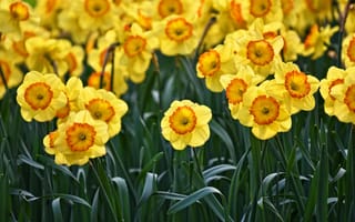 Картинка листья, цветы, позитив, клумба, бутоны, желтый, весна, сад