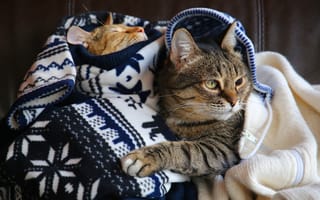 Картинка кошка, кот, серый, уют, тепло, морда, взгляд, поза