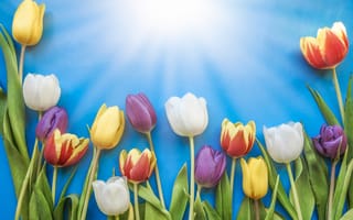 Картинка солнце, цветы, colorful, fresh, flowers, tulips, beautiful, тюльпаны