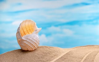 Картинка песок, море, seashells, beach, sea, лето, sand, ракушки, summer, пляж