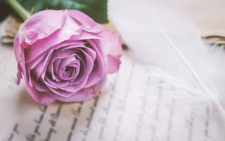 Картинка цветы, flowers, vintage, violet, purple, roses, love, розы, romantic