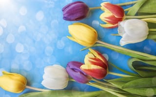 Картинка цветы, colorful, tulips, beautiful, flowers, spring, тюльпаны, fresh