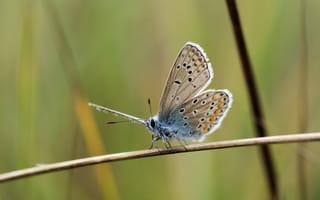 Картинка butterfly, graas, macro, Ryszard Kosmala