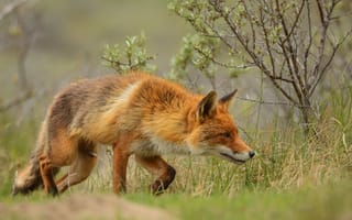 Картинка зелень, трава, морда, взгляд, поза, поляна, ветки