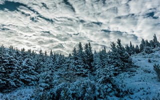 Картинка зима, лес, холмы, небо, ели, голубой, облака, снег