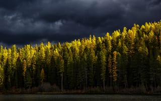 Картинка осень, лес, берег, ели, небо, свет, освещение, тучи