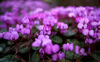 Картинка листья, цветы, нежные, сиреневые, цветение, размытость, весна, поляна