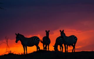 Обои зебры, африка, закат, саванна
