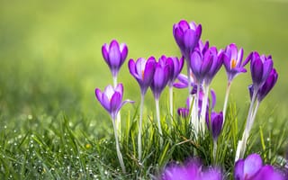 Картинка трава, роса, цветы, крокусы, фиолетовые