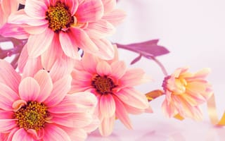 Картинка цветы, хризантемы, букет