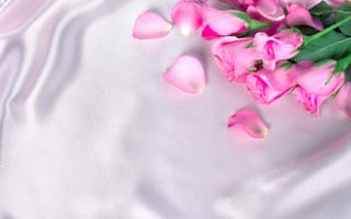 Картинка цветы, розы, шелк, бутоны, fresh, pink, лепестки, розовые