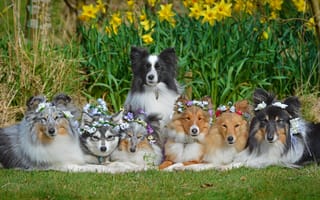 Картинка собаки, Бордер-колли, нарциссы, Аляскинский кли-кай, дружная компания, Шетландская овчарка, венки, цветы, Шелти