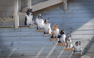 Картинка собаки, Шелти, Аляскинский кли-кай, шеренга, Шетландская овчарка, лестница, Бордер-колли