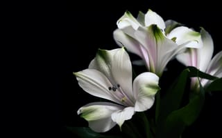Картинка листья, цветы, лилии, белые, альстромерия, букет, черный