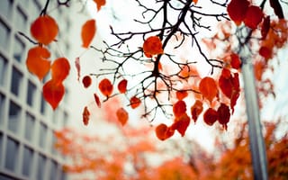 Картинка листья, ветки, красные, осень