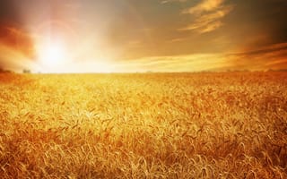 Картинка природа, поле, sunset, закат, wheat, field, пшеница, nature
