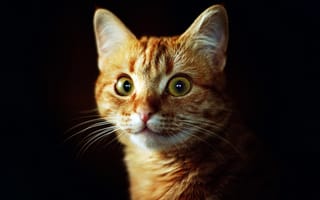 Картинка кот, зеленые, рыжий, темный, морда, взгляд, кошка, глаза