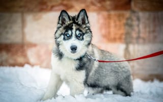 Картинка dog, gray, blue, Siberian Husky, jerusalem, snow, white, 2013, winter