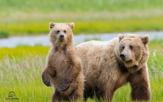 Картинка Аляска, медвежонок, луг, детёныш, медведи, двое, медведица