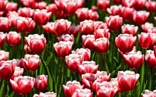 Картинка поле, цветы, весна, красный, алые, много, бутоны, тюльпаны