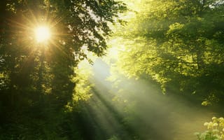 Картинка лес, солнечные лучи, деревья