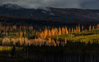 Картинка осень, лес, свет, тучи, темнота, ели, холмы, горы