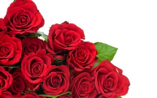 Обои цветы, бутоны, красные розы, buds, листья, flowers, red roses, leaves, 