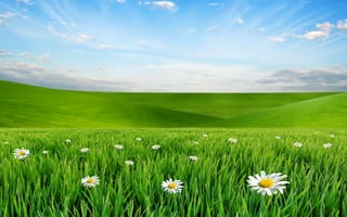 Обои природа, flowers, clouds, небо, цветы, sky, луг, ромашки, nature, grass, травка, пейзаж, landscape, chamomile flowers, облака, meadow, 