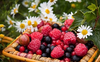 Картинка ягоды, ромашки, цветы, крыжовник, смородина, корзинка, малина
