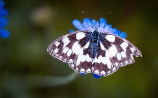 Картинка макро, цветы, природа, бабочка, голубой, темный, зеленый
