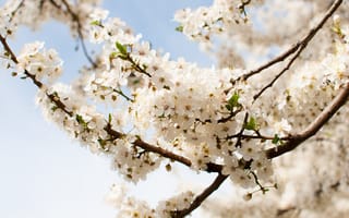 Картинка солнце, цветы, слива, алыча, Весна, тепло, дерево