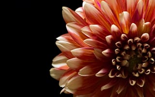 Картинка макро, цветы, двухцветные, лепестки, черный, георгины, крупный план, оранжевый