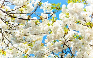 Обои Сакура, Цветы, Дерево, Весна