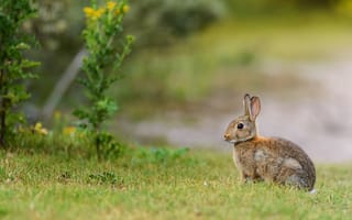 Картинка трава, природа, поляна, растение, заяц, зайчик, серый