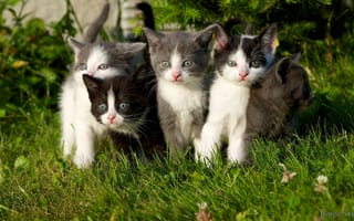 Картинка травка, kittens, котята, grass