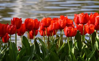 Картинка листья, вода, весна, красный, берег, позитив, цветы, яркие