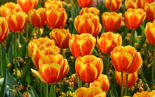 Картинка позитив, огненные, весна, тюльпаны, пламенные, клумба, сад, вода, оранжевые, поле, бутоны, много, двухцветные, яркие, цветы