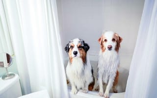 Картинка собаки, ванна, дом