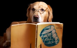 Картинка собака, друг, книга